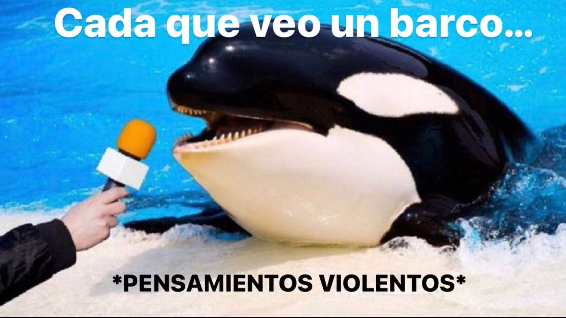 Gladis, la orca que se ha hecho viral por enseñar a sus compañeras a atacar barcos en Gibraltar