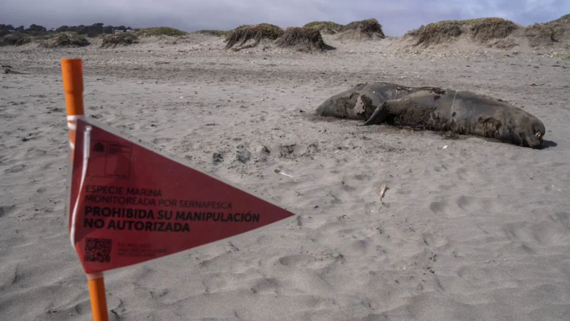 Vecinos lograron acuerdo para desenterrar a lobos marinos que murieron por gripe aviar en Coronel