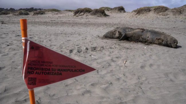 Vecinos lograron acuerdo para desenterrar a lobos marinos que murieron por gripe aviar en Coronel