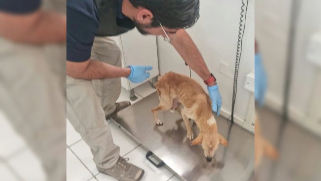 Maltrato animal: PDI rescató a perrita desnutrida, deshidratada y con un tumor avanzado no tratado en Antofagasta