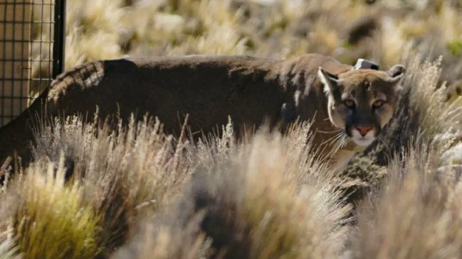  Puma andino fue encontrado en almacén de aceitunas en Perú: Ya volvió a su hábitat  