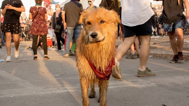 Murió Rucio Capucha, perrito que fue impactado por un chorro del 
