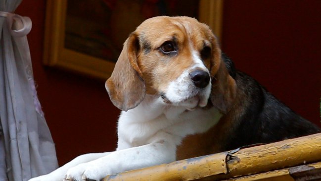 Mujer fue detenida por lanzar a una perrita desde un quinto piso en Valparaíso