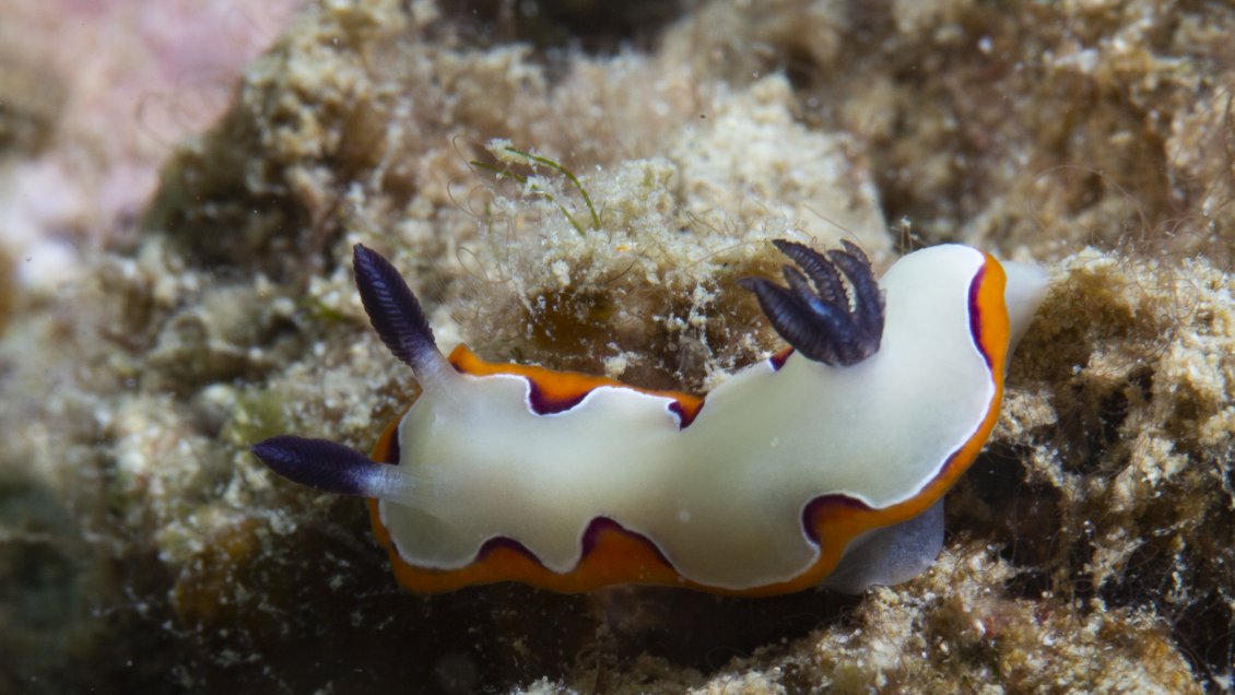 Día Mundial de los Océanos: Un 10% de las especies marinas protegidas están en peligro de extinción