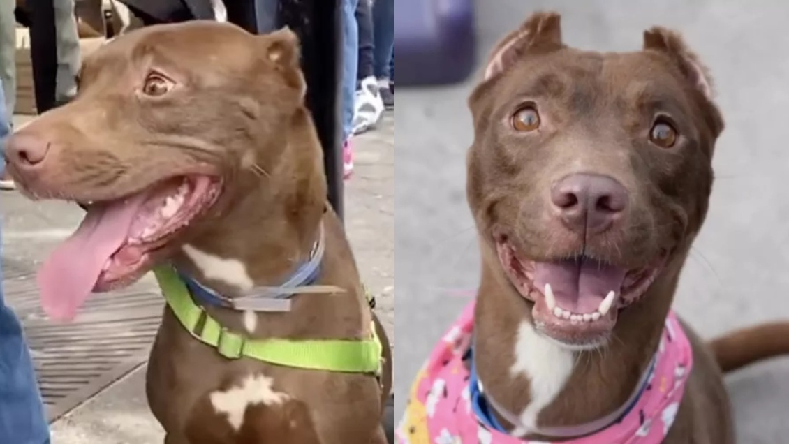 Familia se reencontró con su perrita perdida en un evento de adopción