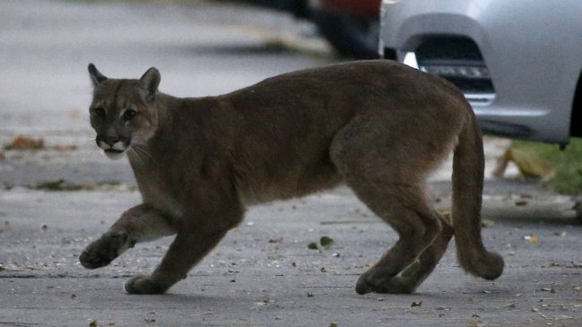 La conquista de la naturaleza: los animales viajaron un 73% más lejos en el confinamiento