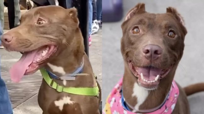 Familia se reencontró con su perrita perdida en un evento de adopción