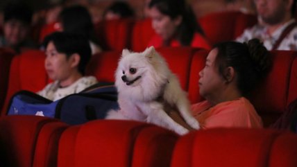  Inauguran la primera sala de cine que admite mascotas en Tailandia  