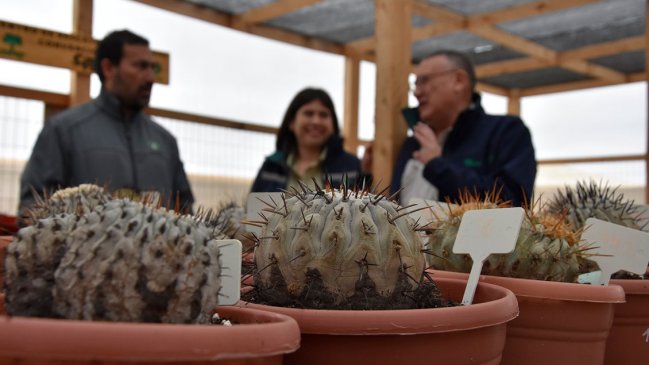 Conaf evalúa pronto retorno al ecosistemas de cactus decomisados en Italia y en la frontera norte de Chile