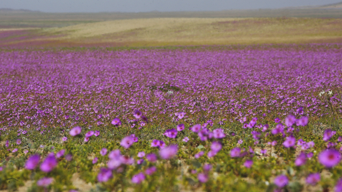 El Desierto Florido ya es oficialmente un Parque Nacional