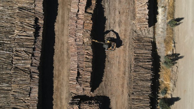 Hermanos imputados por robo de madera en Temuco quedaron en prisión preventiva