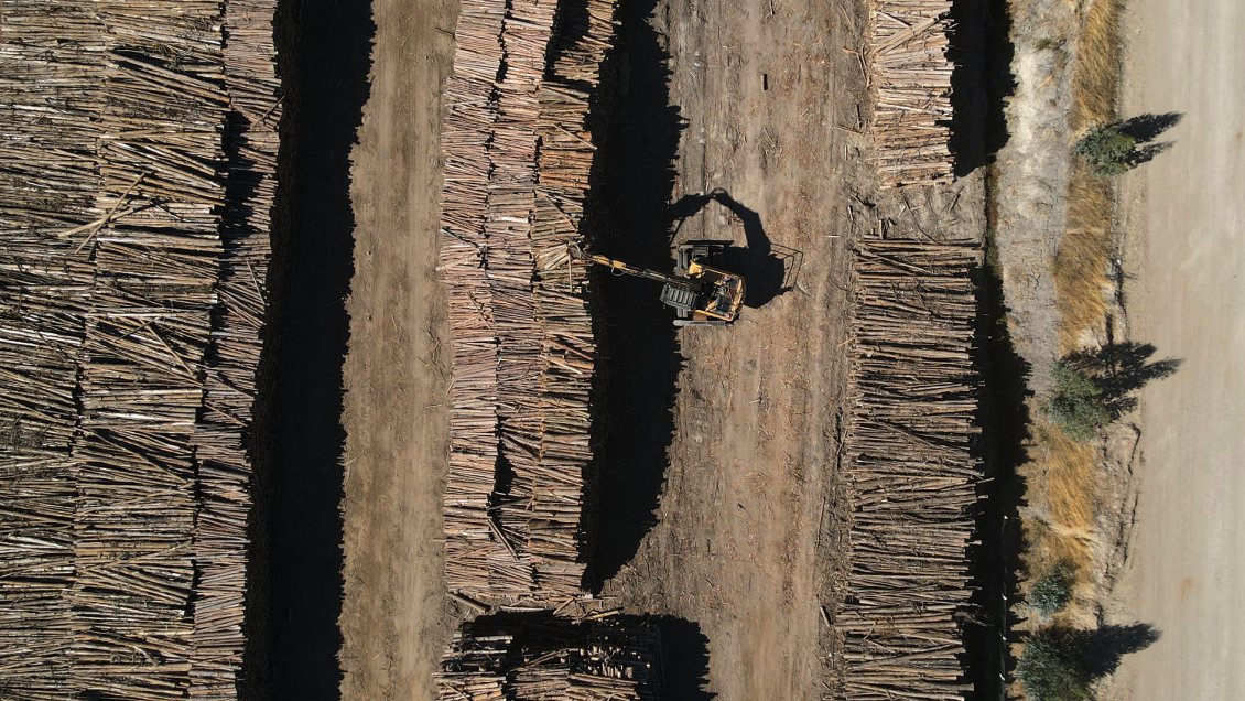 Hermanos imputados por robo de madera en Temuco quedaron en prisión preventiva