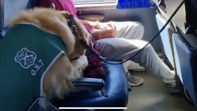 Cinco años y un día de cárcel para traficante sorprendido con drogas en fiscalización a bus en Mostazal