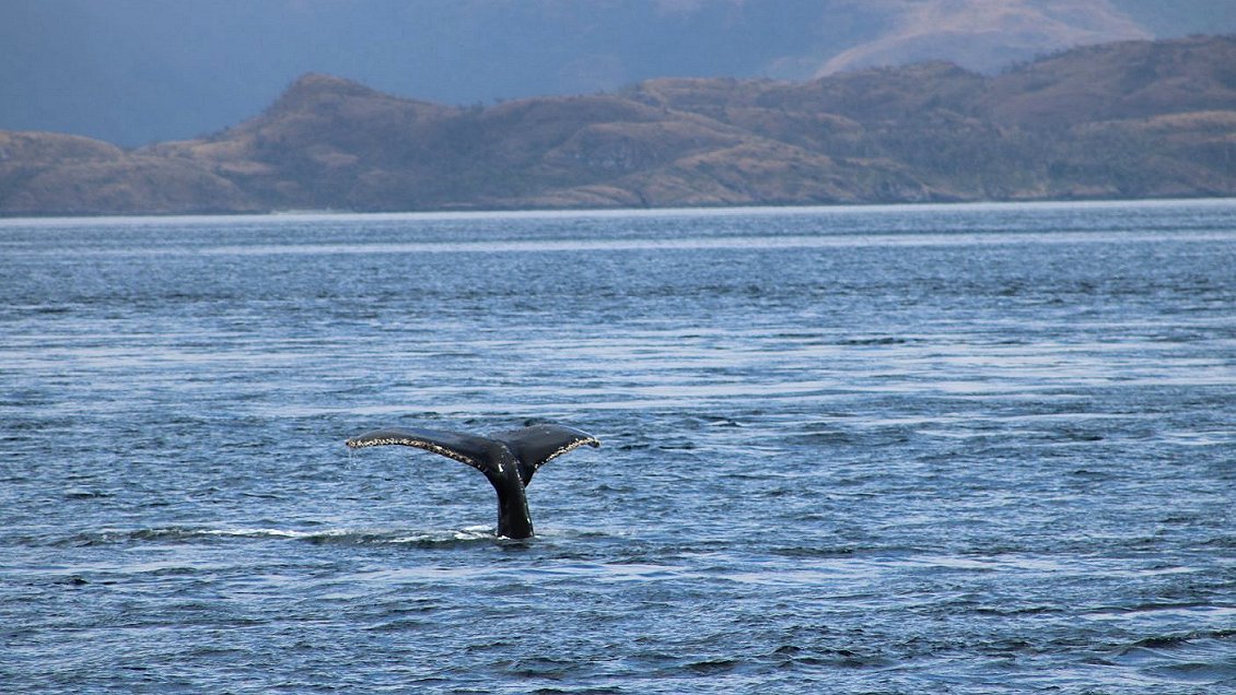 Chile acoge reunión de la Comisión para la Conservación de los Recursos Vivos Antárticos