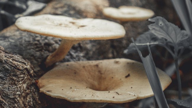 Adolescente murió intoxicado tras consumir hongos silvestres venenosos en Hualqui