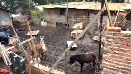   Descubren matadero clandestino en Cartagena: Había caballos, chanchos y hasta llamas 