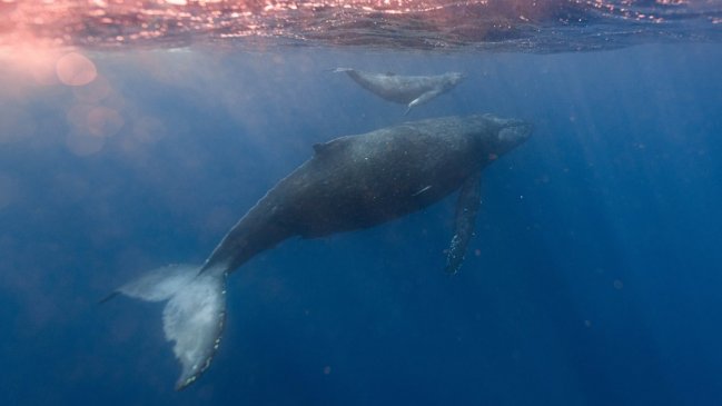 Islandia suspende de forma temporal la caza de ballenas tras un informe crítico  