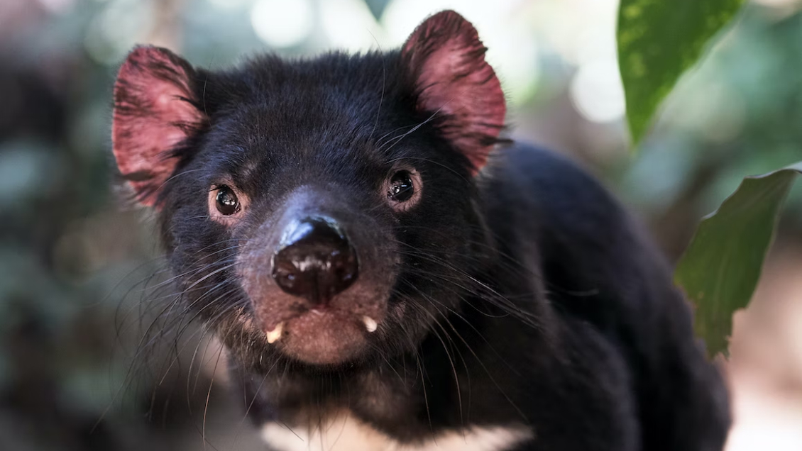 Los demonios de Tasmania podrían 
