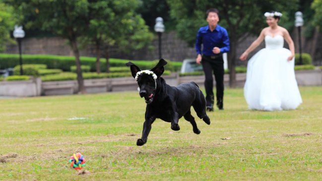 Pareja pidió curiosa exigencia para su boda: Permitirán mascotas, pero no niños