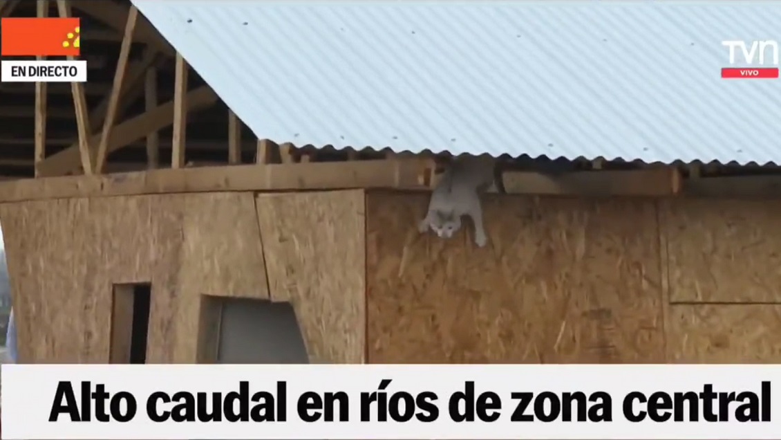 Fuerte imagen: Critican a TVN por mostrar y repetir cómo un gatito saltó al Río Cachapoal