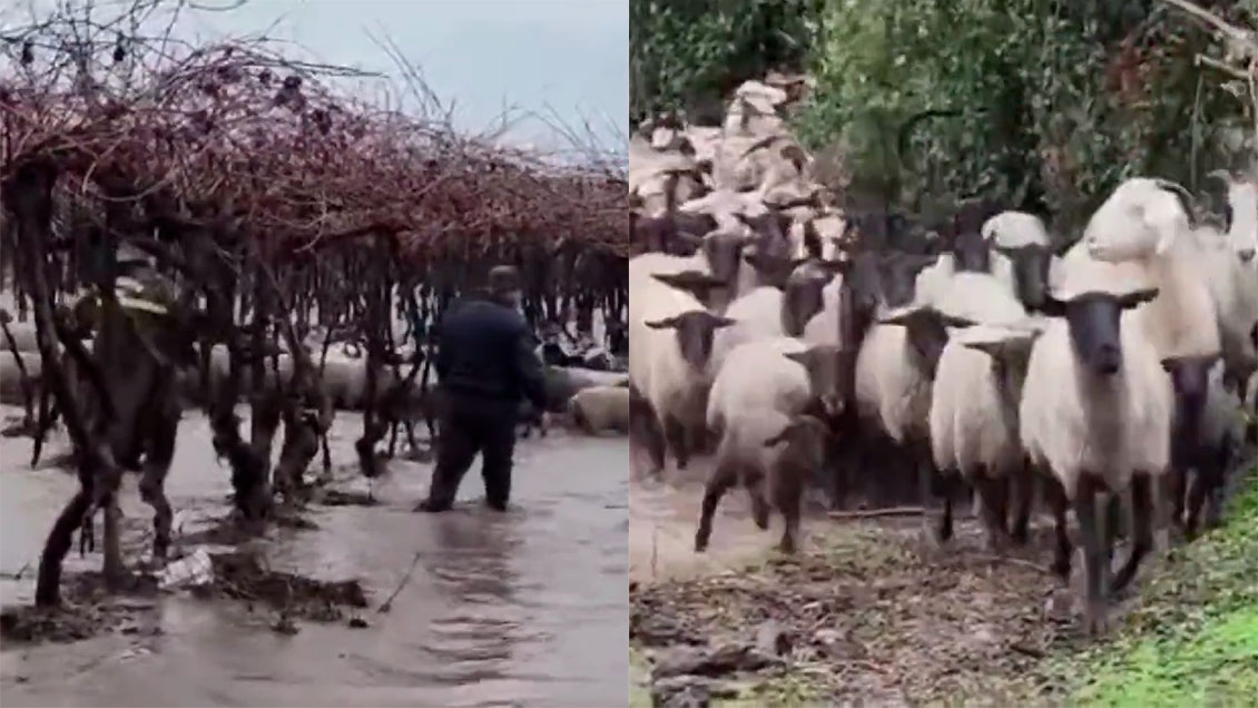 Rescatan rebaño de ovejas en medio las inundaciones en la Región del Maule