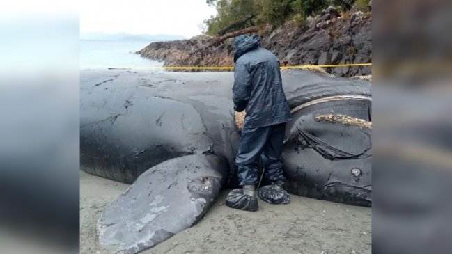   Sernapesca denunció en Fiscalía el varamiento de una ballena en peligro de extinción 