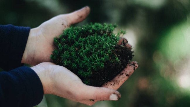 La urea fue protagonista del origen de la vida en la Tierra, afirman científicos