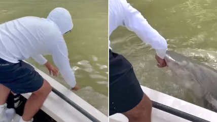   Tiburón mordió y lanzó al agua a un pescador en Florida 