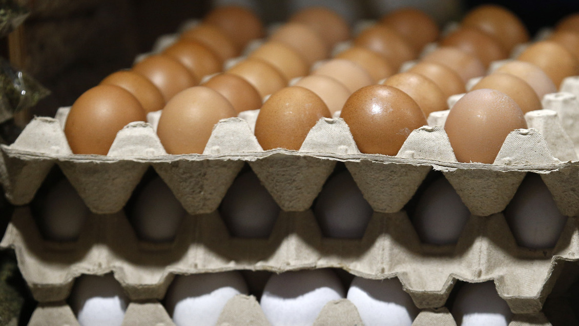 Más de 43 mil huevos de contrabando fueron incautados en Tarapacá