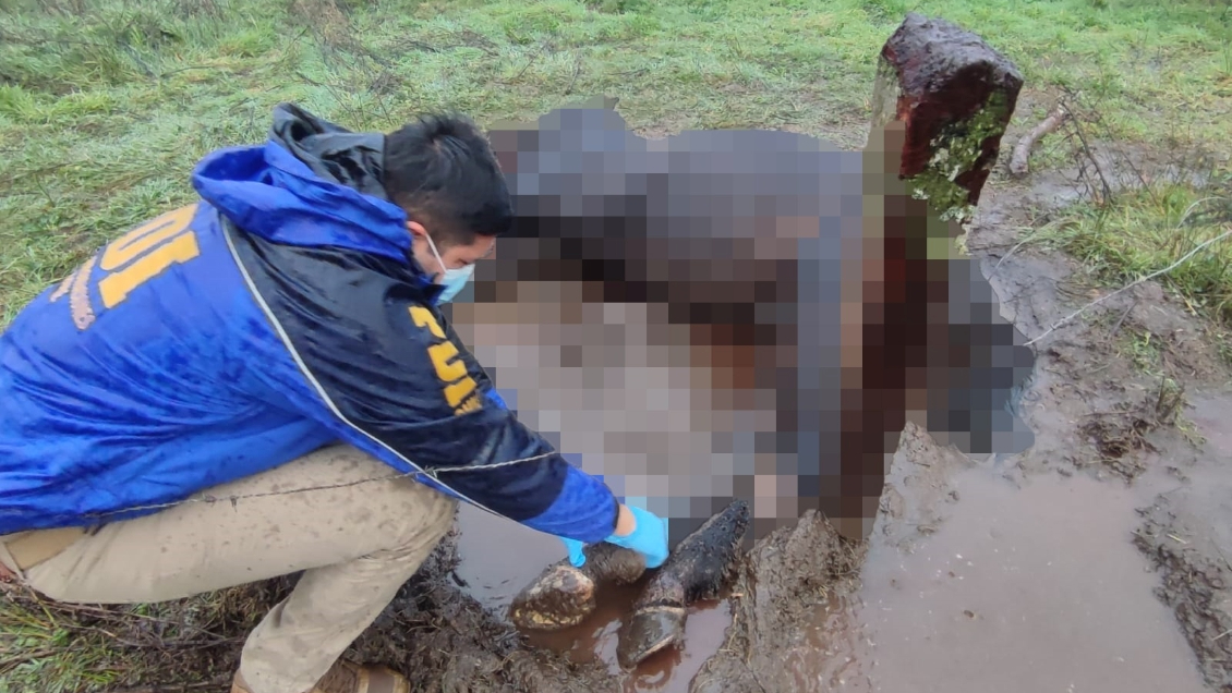 PDI detuvo a sujeto por maltrato animal en Valdivia: Caballo agonizó por tres días