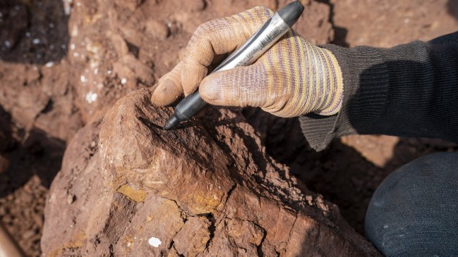  Estudiante halló en China el tercer fósil de cocodrilo del Cretácico que se localiza en Asia  