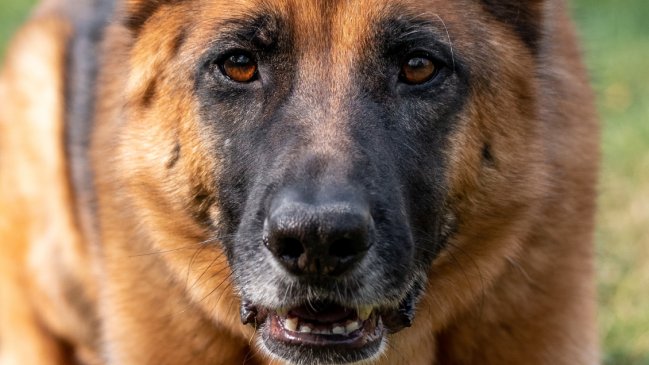 Hombre murió y su nieta de cuatro años resultó gravemente herida tras ataque de un perro en Viña