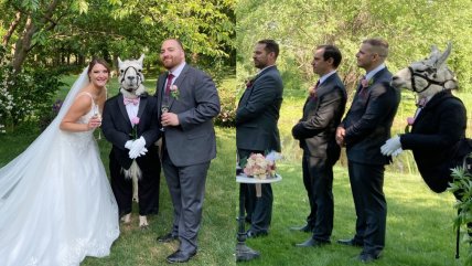   Disfrazan a llama como padrino en una boda y arrasa con divertida sesión de fotos 