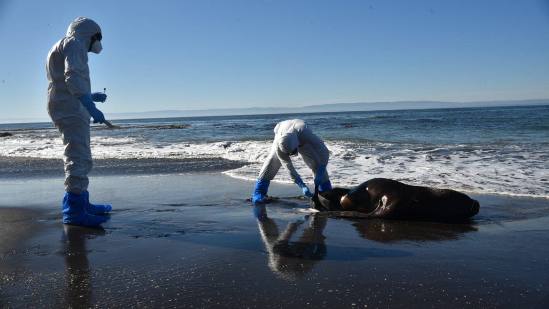 Más de 15 mil animales murieron por la gripe aviar en el primer semestre en Chile