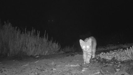   Llanos de Challe: Captan a puma y gato colocolo, pero también a posibles cazadores 