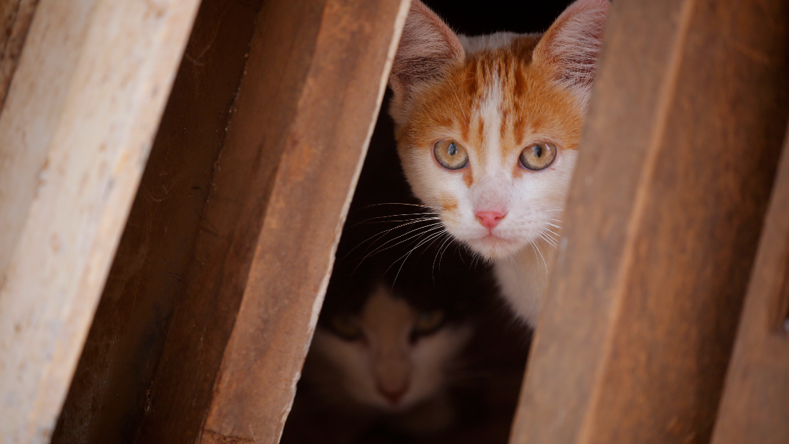 Argentina: Encuentran cuerpo de un hombre que estaba siendo devorado por sus gatos