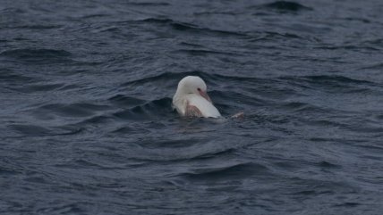   Pingüino de Humboldt albino apareció en la Península de Hualpén 
