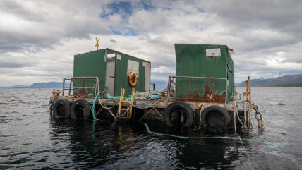   Greenpeace fue a la justicia por vertedero ilegal de salmones en la Patagonia 
