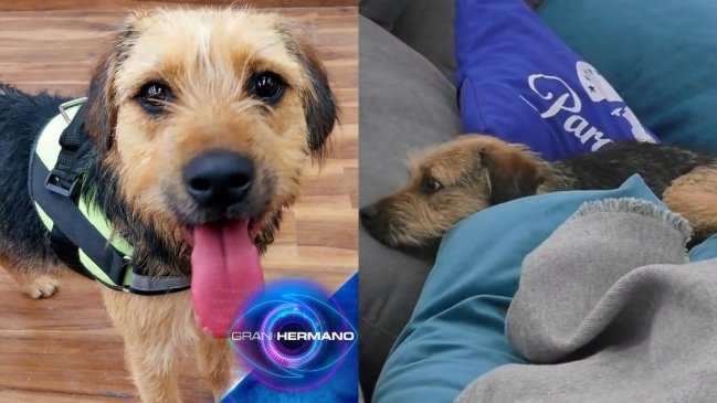 Televidentes exigen sanción a participantes de Gran Hermano por maltrato animal