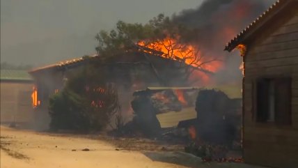   Incendios forestales obligan a peligrosa evacuación de caballos desde un establo en Grecia 