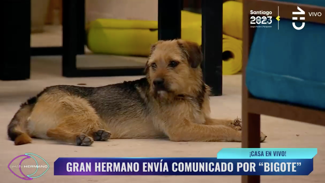 Gran Hermano advirtió por los cuidados de Bigote: 