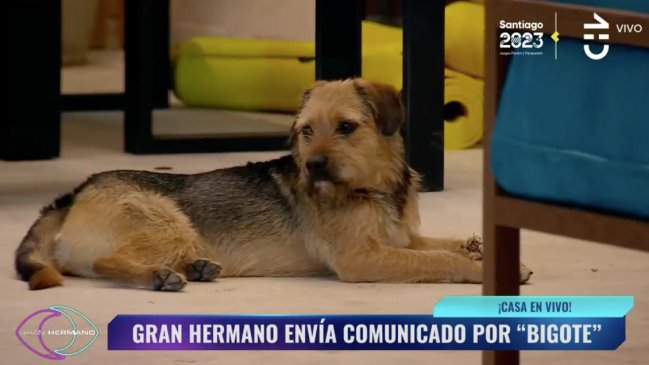 Gran Hermano advirtió por los cuidados de Bigote: 