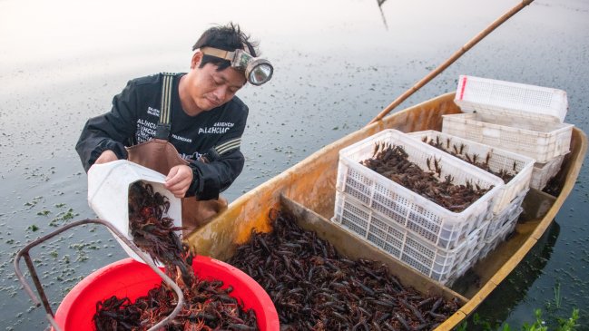 Adolescente descubrió una nueva especie de cangrejo de río en el sur de China