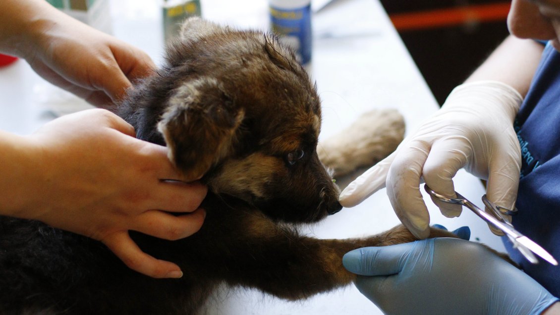 Veterinaria municipal de Arica ha realizado más de 1.300 atenciones en lo que va de 2023