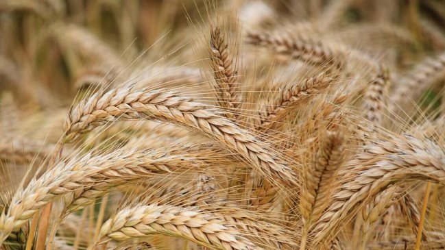 Conflicto Rusia-Ucrania: Fin del acuerdo del cereal 