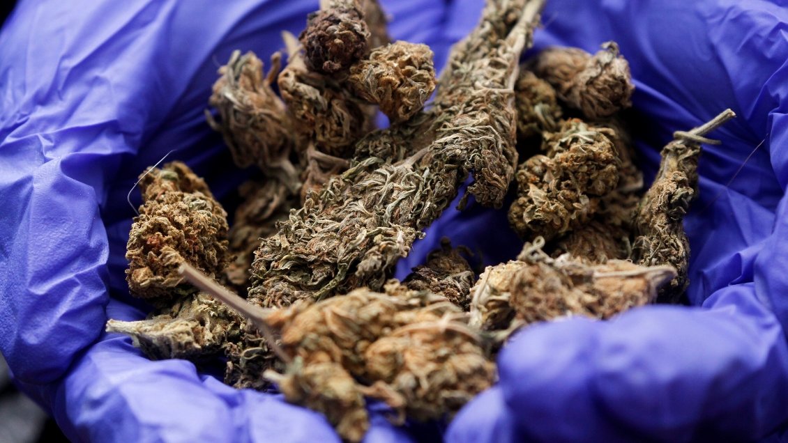 Exseremi del Trabajo acusado de tráfico de drogas: Pretendía hacer aceite de cannabis