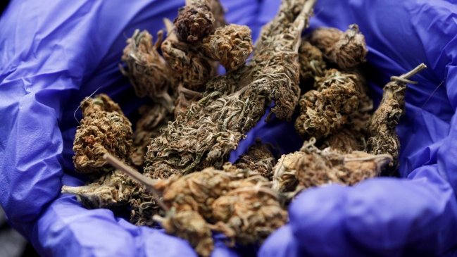 Exseremi del Trabajo acusado de tráfico de drogas: Pretendía hacer aceite de cannabis