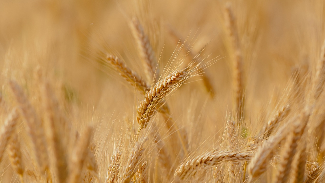 ONU acusó a Rusia de poner en riesgo la seguridad alimentaria de países en vías de desarrollo