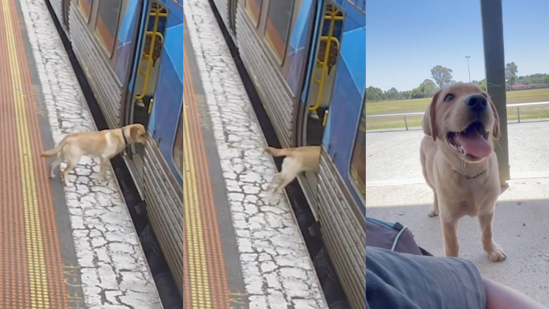 Fue a dar un paseo: Perrito tomó el metro y viajó más de 33 kilómetros tras escaparse de su casa