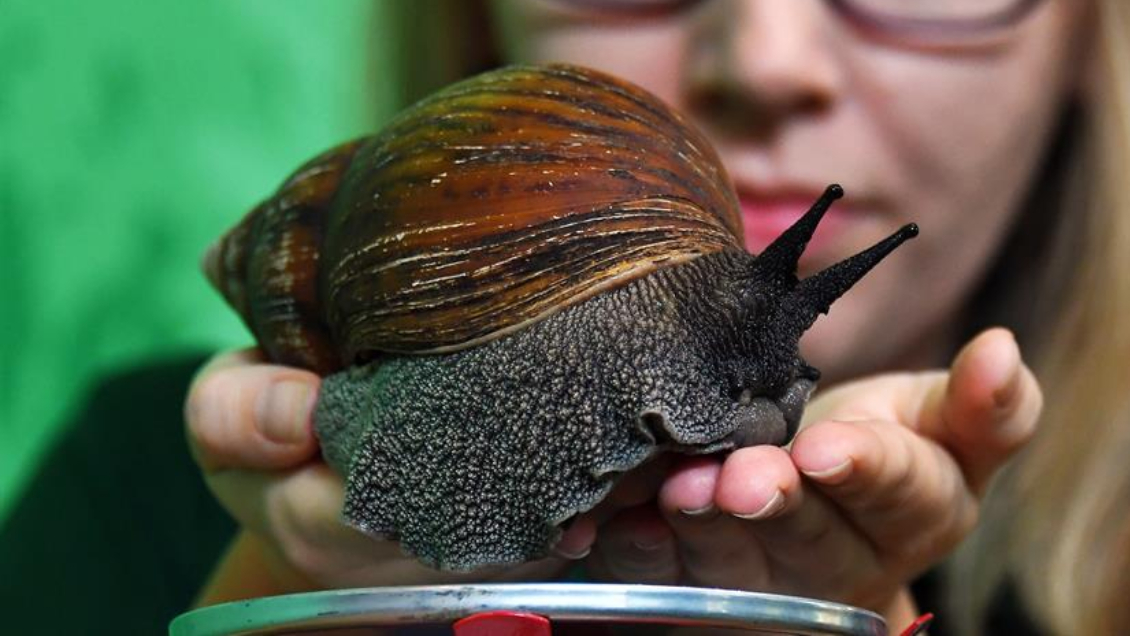 SAG emitió alerta por la aparición de dos caracoles gigantes africanos en el norte